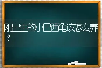 三线鼠多长时间能下崽？