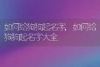 如何给狗狗起名字，如何给狗狗起名字大全