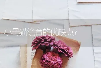 银渐层和布偶谁更大？