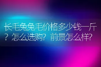 长毛兔兔毛价格多少钱一斤？怎么选购?前景怎么样?