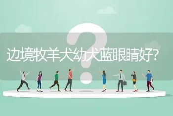 边境牧羊犬幼犬蓝眼睛好？