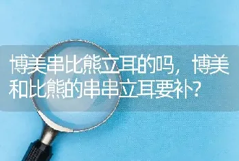 博美串比熊立耳的吗，博美和比熊的串串立耳要补？