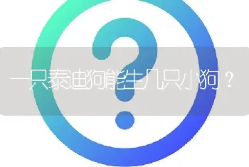 一只泰迪狗能生几只小狗？