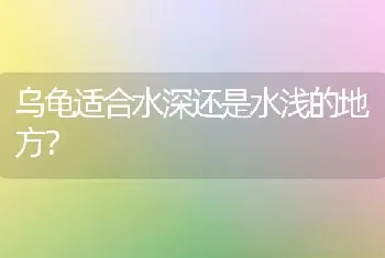 乌龟适合水深还是水浅的地方？