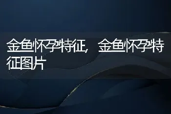 金鱼怀孕特征，金鱼怀孕特征图片