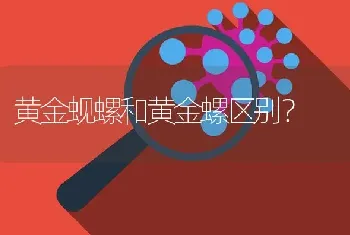 黄金蚬螺和黄金螺区别？