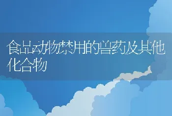 种鸽的品种简介及效益分析