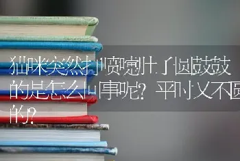 猫咪突然打喷嚏肚子圆鼓鼓的是怎么回事呢?平时又不圆的？