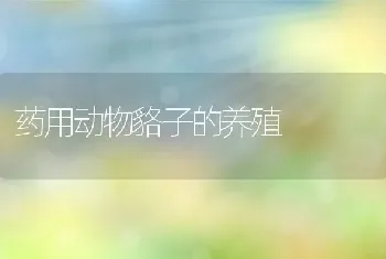 药用动物貉子的养殖