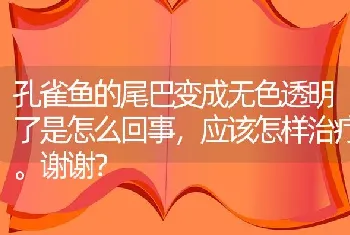 孔雀鱼的尾巴变成无色透明了是怎么回事，应该怎样治疗。谢谢？