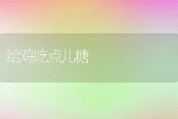 给鸡吃点儿糖