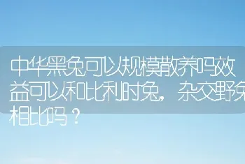 中华黑兔可以规模散养吗效益可以和比利时兔，杂交野兔相比吗？