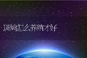 斑鸠怎么养殖才好