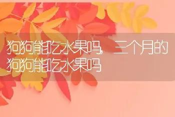 狗狗能吃水果吗，三个月的狗狗能吃水果吗