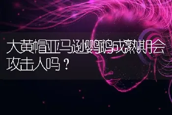 大黄帽亚马逊鹦鹉成熟期会攻击人吗？