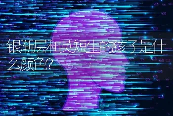 银渐层和英短生的孩子是什么颜色？