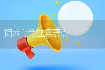 饲养乌龟注意要点