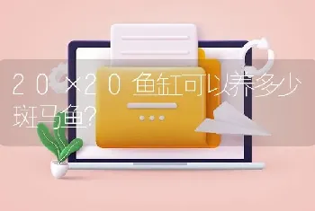 20×20鱼缸可以养多少斑马鱼？