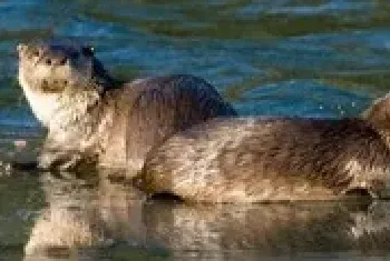 水獭养殖之异食症的防治方法