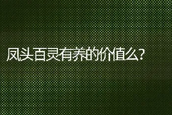 凤头百灵有养的价值么？