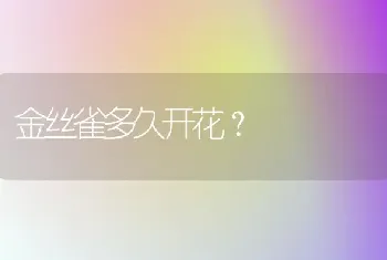 金丝雀多久开花？