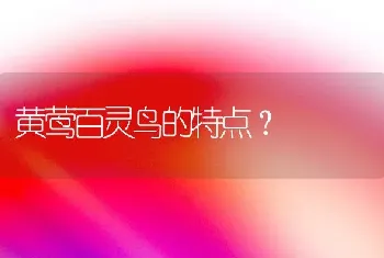 黄莺百灵鸟的特点？