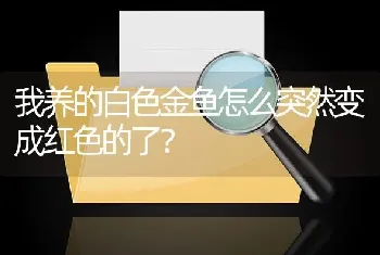 我养的白色金鱼怎么突然变成红色的了？