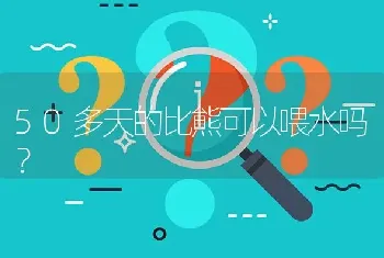 50多天的比熊可以喂水吗？