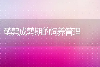 鹌鹑成鹑期的饲养管理