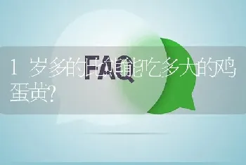 1岁多的比熊能吃多大的鸡蛋黄？