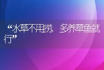 “水草不用捞,多养草鱼就行”