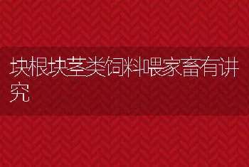 块根块茎类饲料喂家畜有讲究