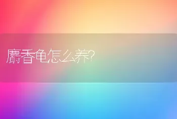 麝香龟怎么养？