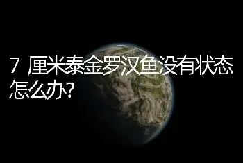 7厘米泰金罗汉鱼没有状态怎么办？