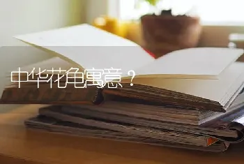 六个月比熊不吃狗粮吃什么？