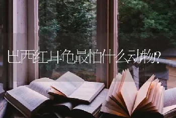 巴西红耳龟最怕什么动物？