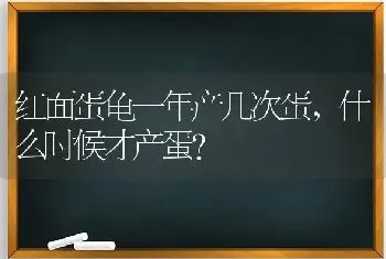 红面蛋龟一年产几次蛋，什么时候才产蛋？