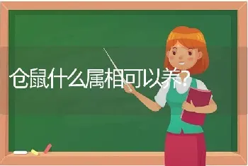 仓鼠什么属相可以养？