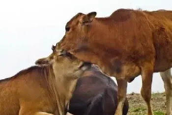 如何提高肉牛采食量