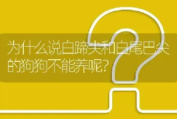 为什么说白蹄尖和白尾巴尖的狗狗不能养呢？