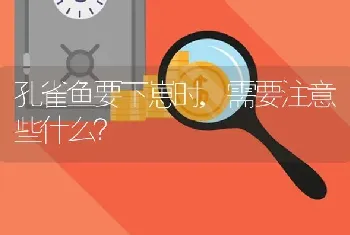 孔雀鱼要下崽时,需要注意些什么？