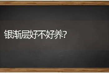 银渐层好不好养？