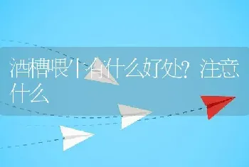 酒槽喂牛有什么好处？注意什么