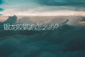 银龙咬鹦鹉怎么办？