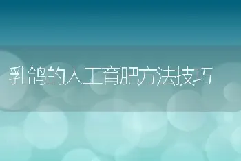 乳鸽的人工育肥方法技巧