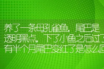 养了一条母孔雀鱼，尾巴是透明黑点，下了小鱼之后过了有半个月尾巴变红了是怎么回事？