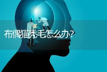 美短和布偶猫哪个亲人，我买猫首先就是要亲人，或者你们推荐最亲人的猫？