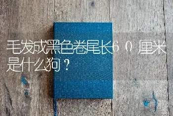 毛发成黑色卷尾长60厘米是什么狗？