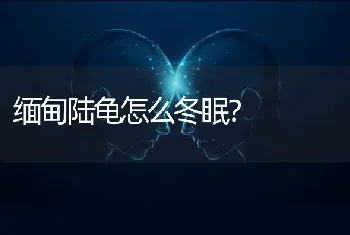 缅甸陆龟怎么冬眠？