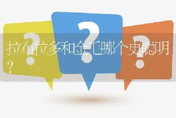 拉布拉多和金毛哪个更聪明？